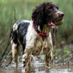 dog playing in the water river