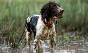 Dog Waste and Water Pollution: The Truth Every Pet Owner Needs